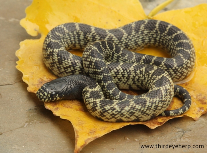 Desert Kingsnake